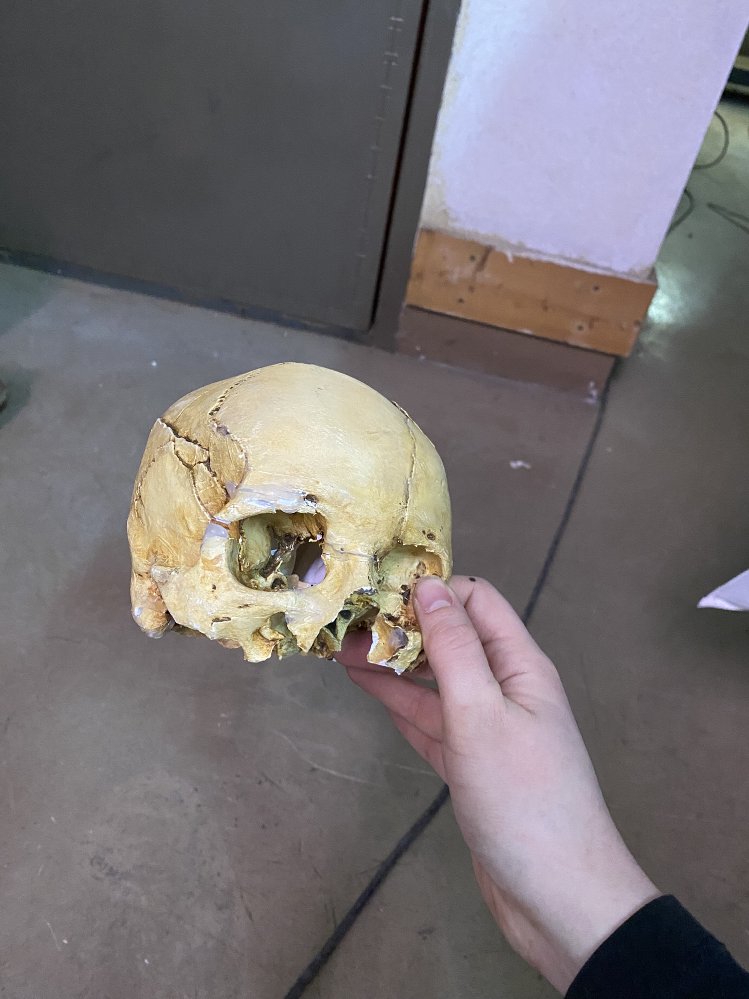 M01-077 Schädelteil