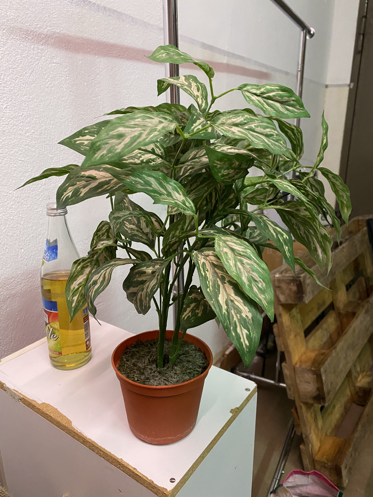 A22-001 Topfpflanze Aglaonema