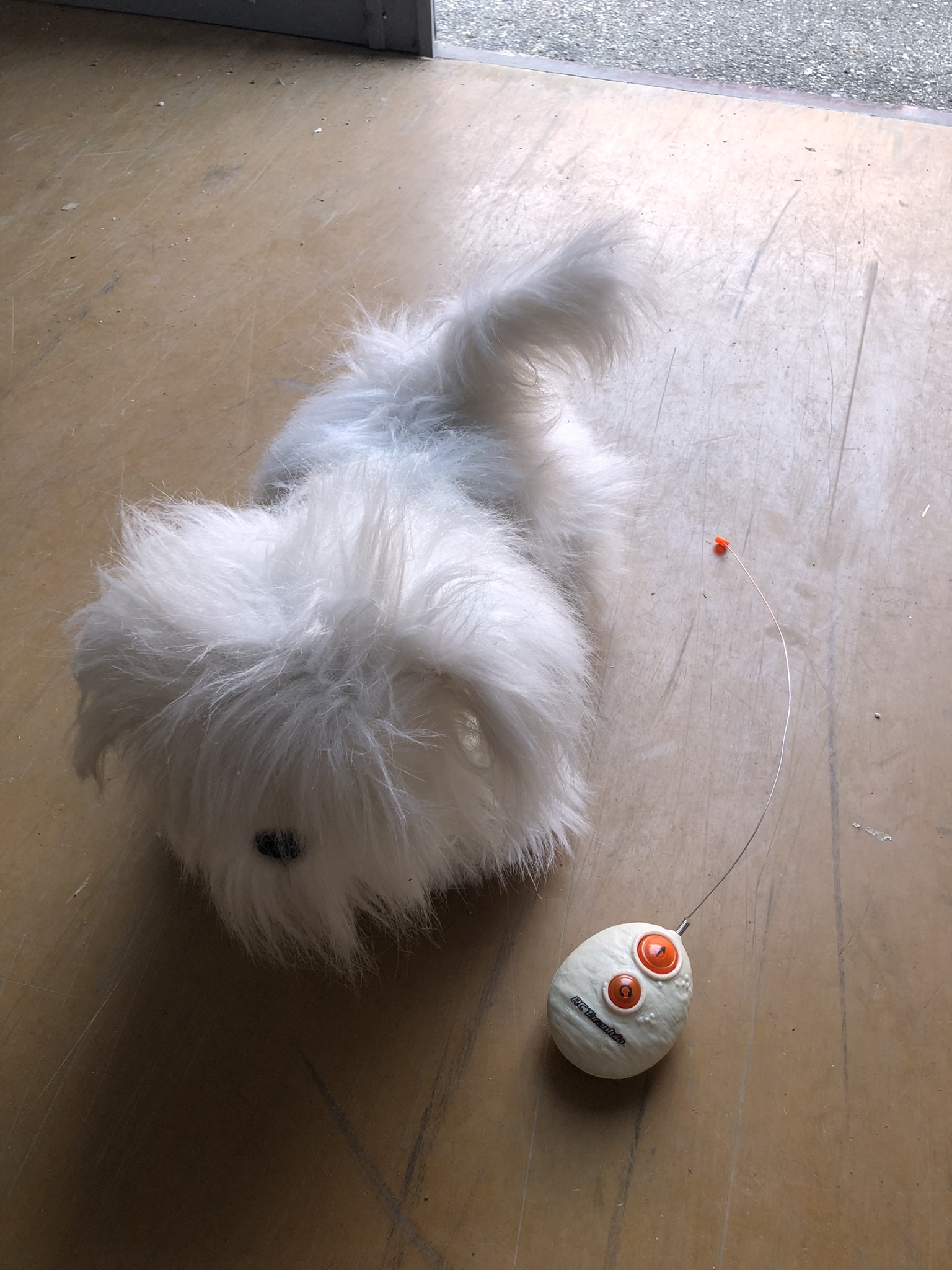 M01-050 Hund 