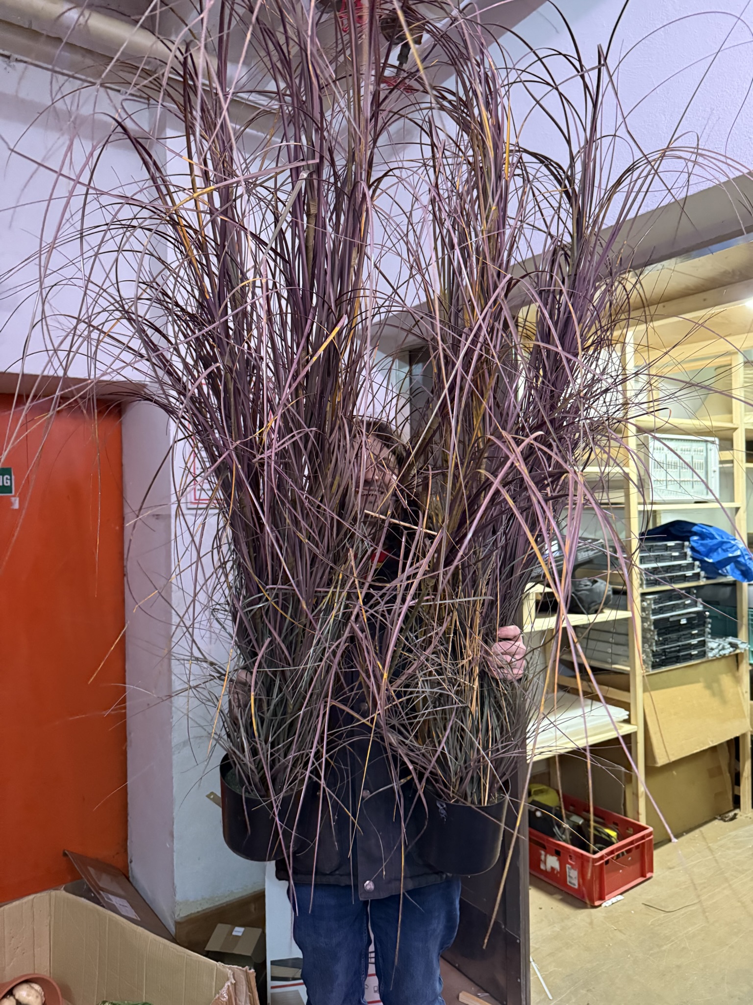 Verschiedene große Büsche und Bäume