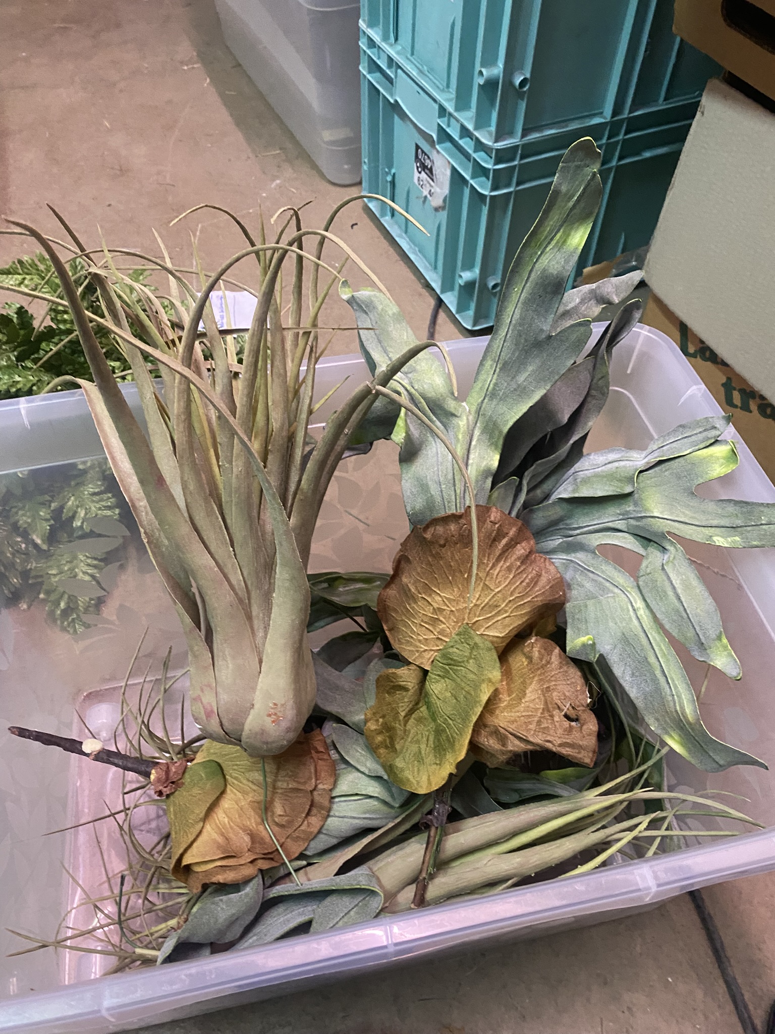 Verschiedene Pflanzen zur Deko