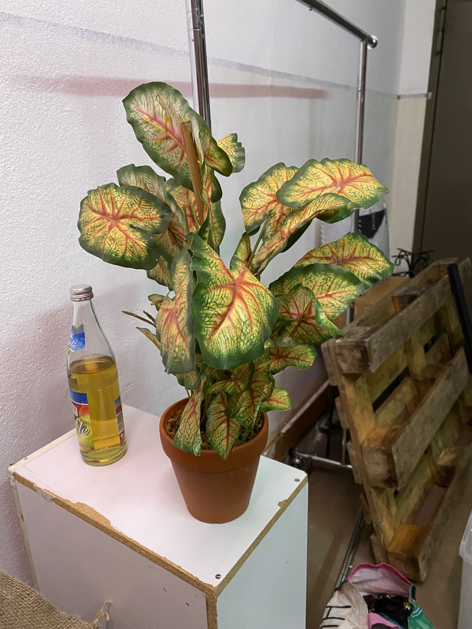 A22-004 Topfpflanze Caladium