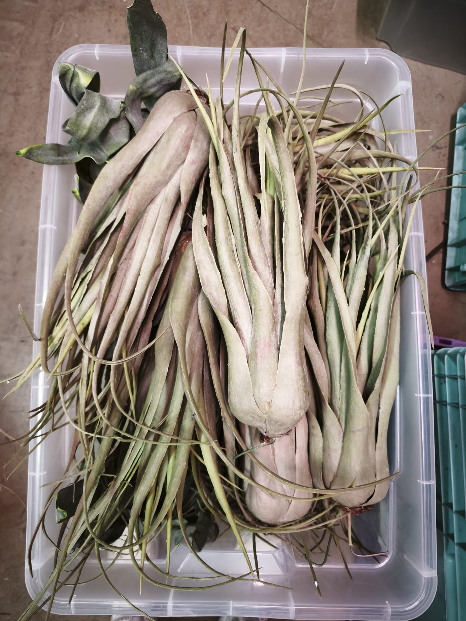 Verschiedene Pflanzen zur Deko