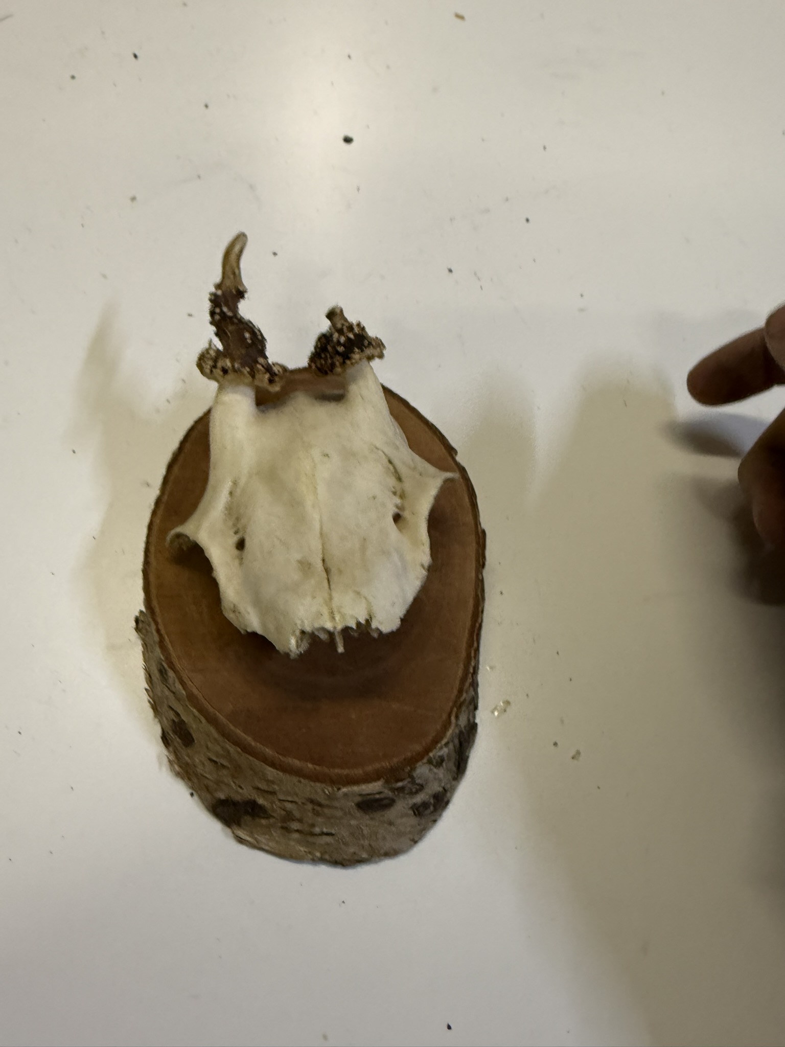 A07-007 Jagdtrophäe Rehbock