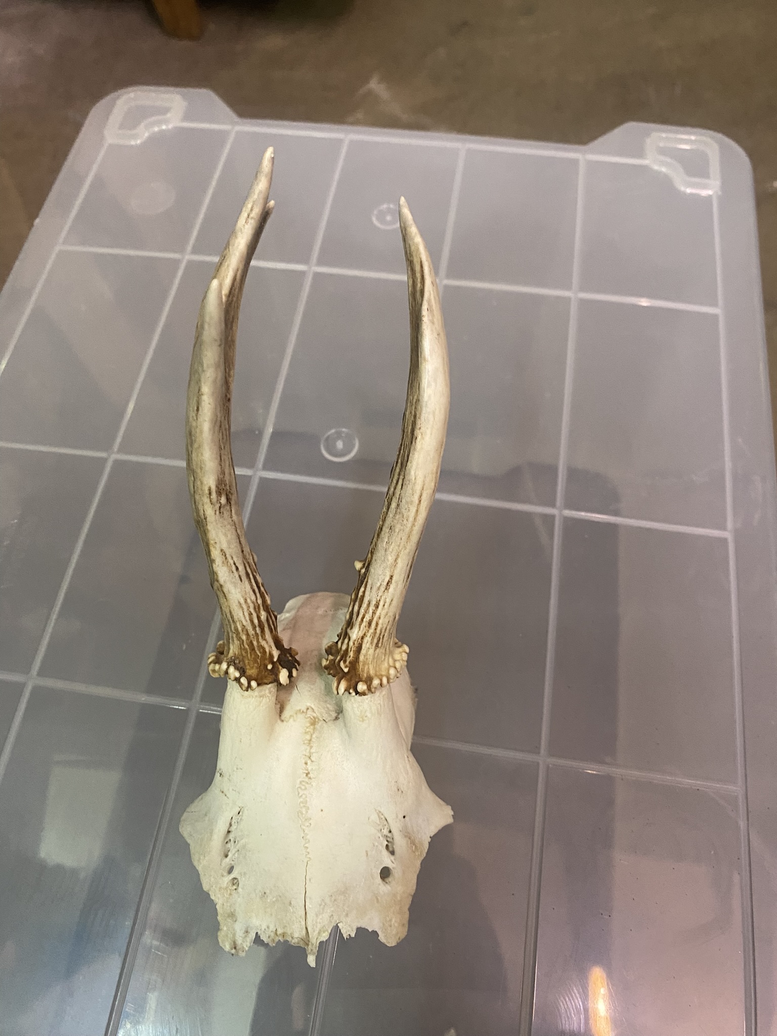 A07-006 Jagdtrophäe Rehbock